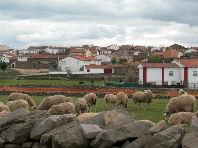 DIEGO DEL CARPIO